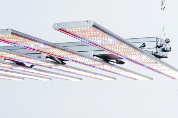 led grow light hung from ceiling
