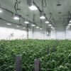 bright grow room with lights on and lots of cannabis flowers