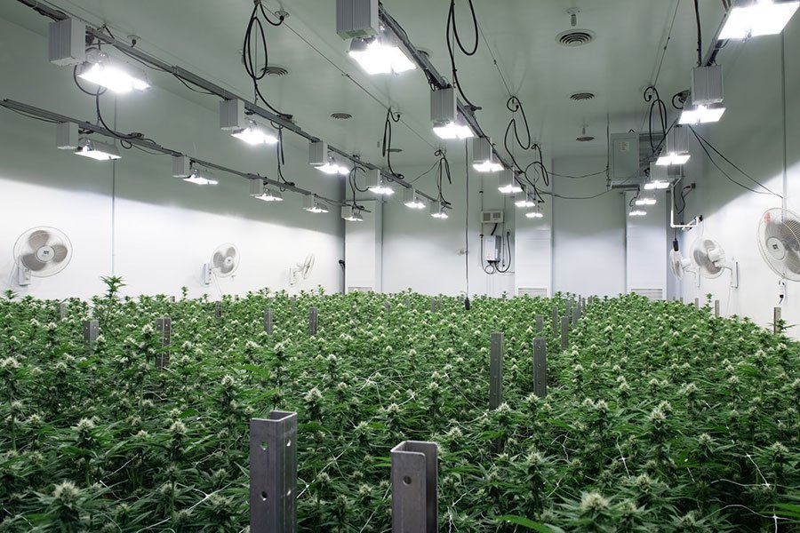 bright grow room with lights on and lots of cannabis flowers